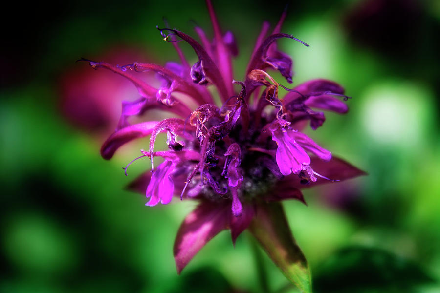 Bee Balm Beauty Photograph by Greg and Chrystal Mimbs