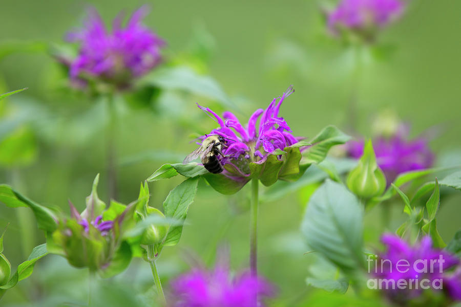 Bee Balm Photograph by Diane Diederich
