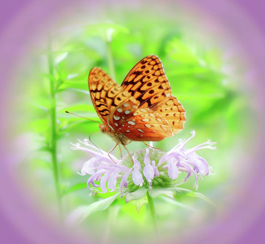 Bee Balm Fritillary - Vignette Photograph by MTBobbins Photography
