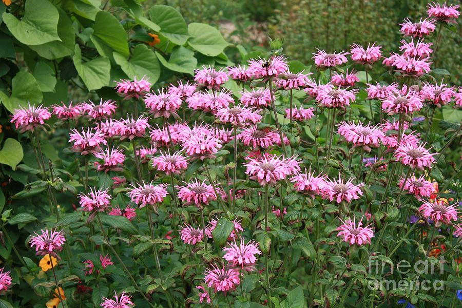 Bee Balm Garden Photograph by Carol Groenen - Fine Art America