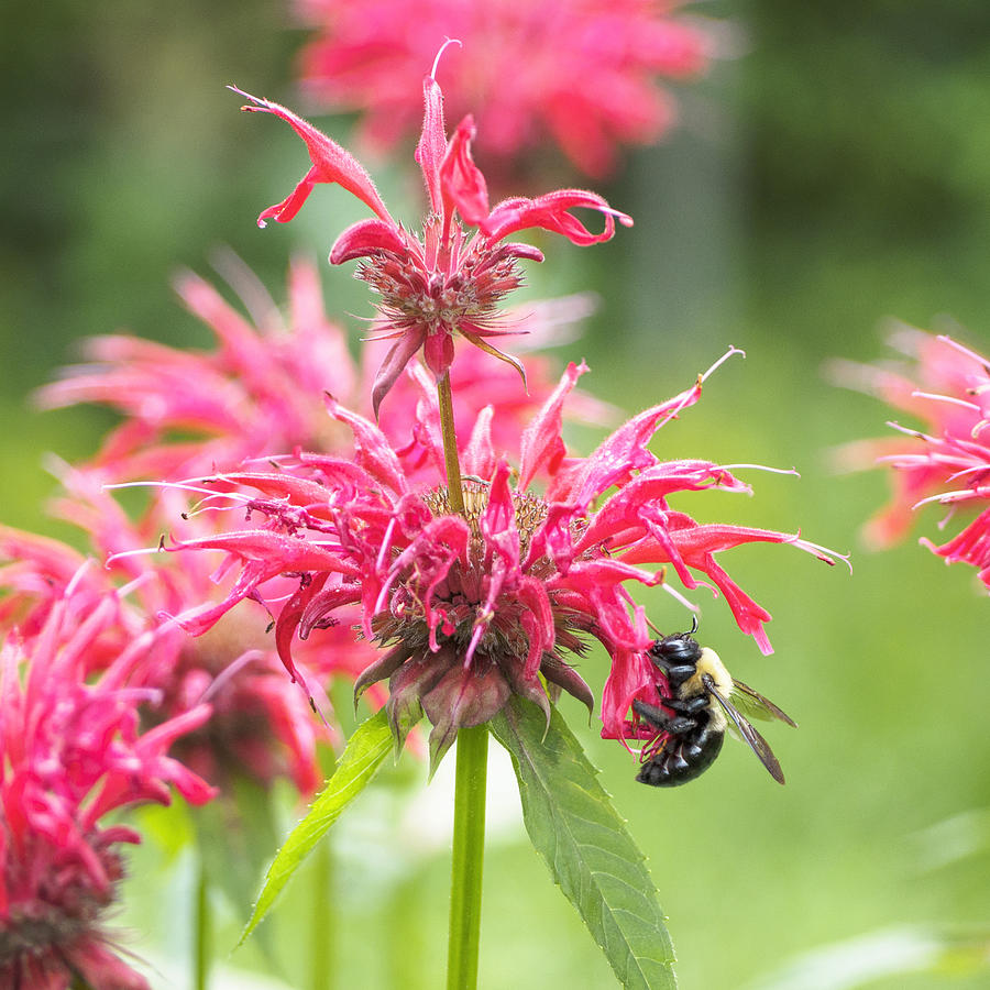 Bee Balm II Square Photograph by Marianne Campolongo
