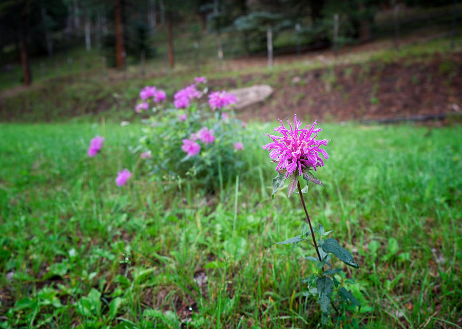 Bee Balm in the Mountains Photograph by Mary Lee Dereske