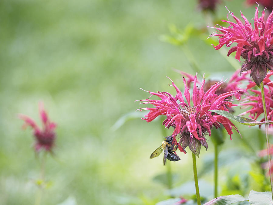 Bee Balm Photograph by Marianne Campolongo