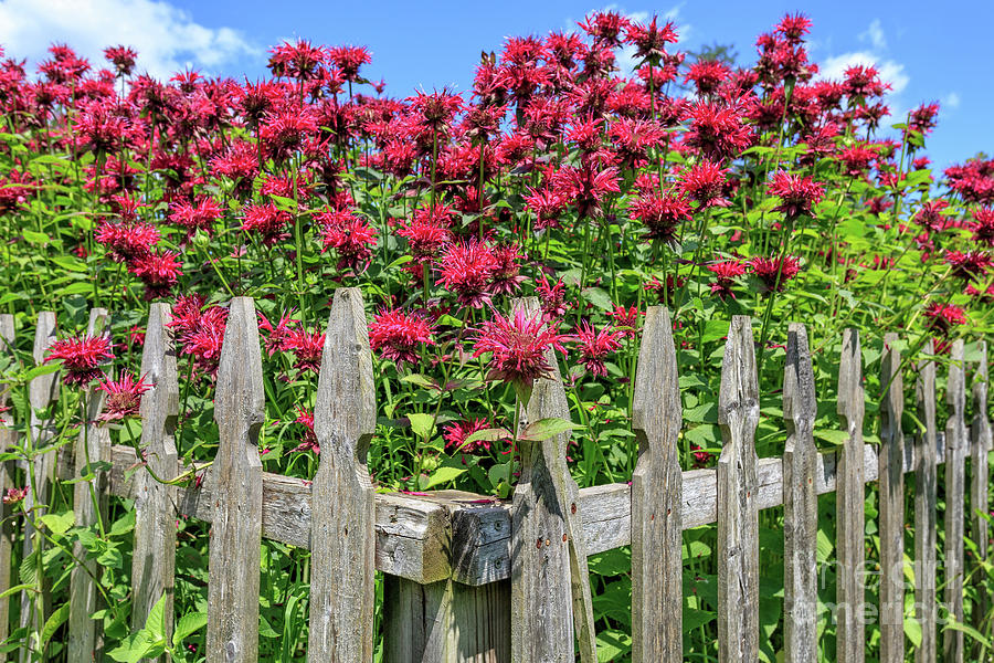 Bee Balm Picket Fence Photograph by Edward Fielding