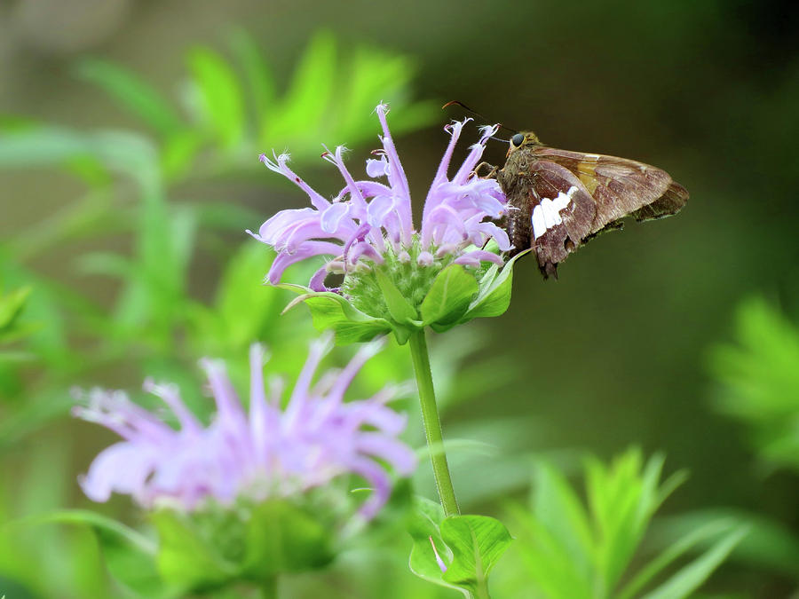 Bee Balm Skipper Butterfly Photograph by MTBobbins Photography