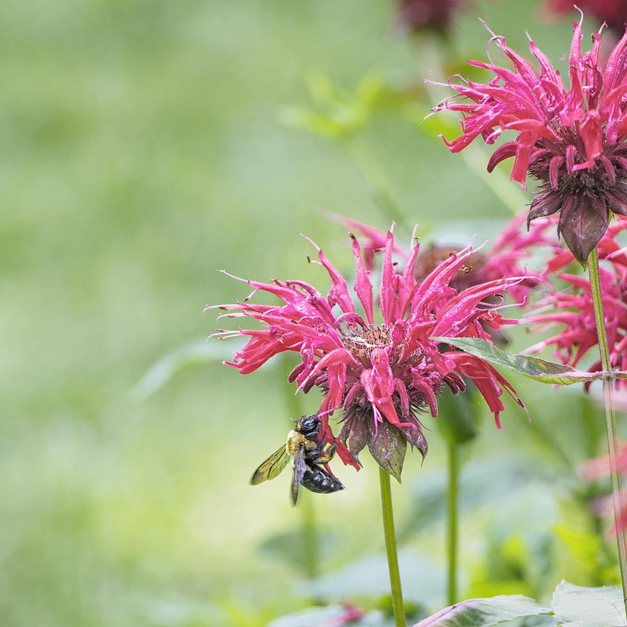Bee Balm Square Photograph by Marianne Campolongo