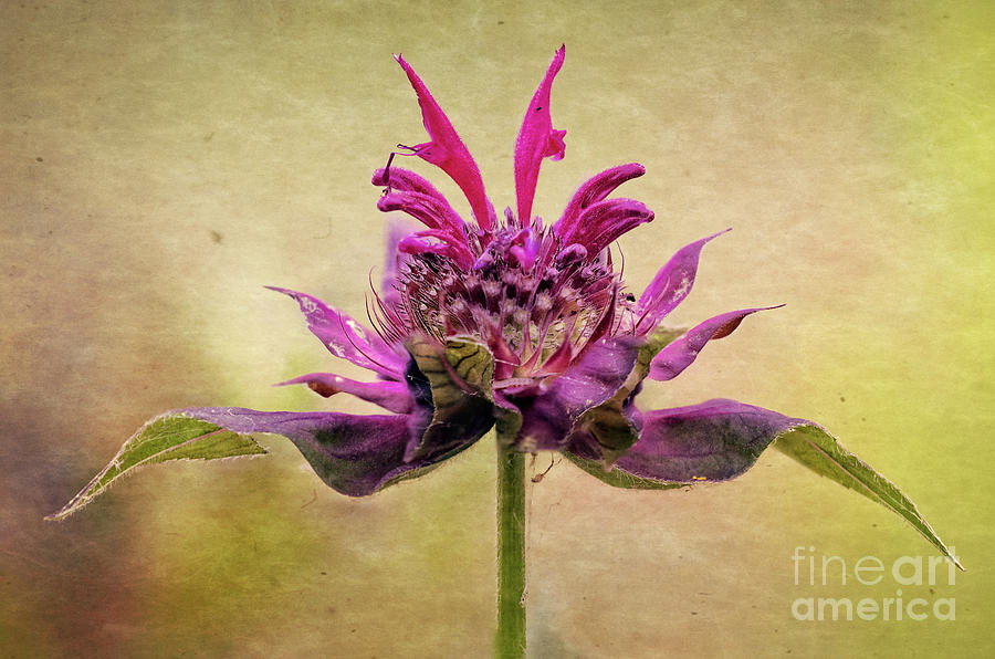 Bee Balm with a Vintage Touch Photograph by Anita Pollak
