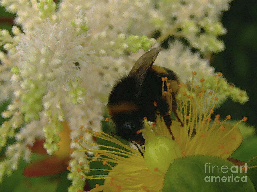 Bee Beautiful 3 Photograph by Kim Tran