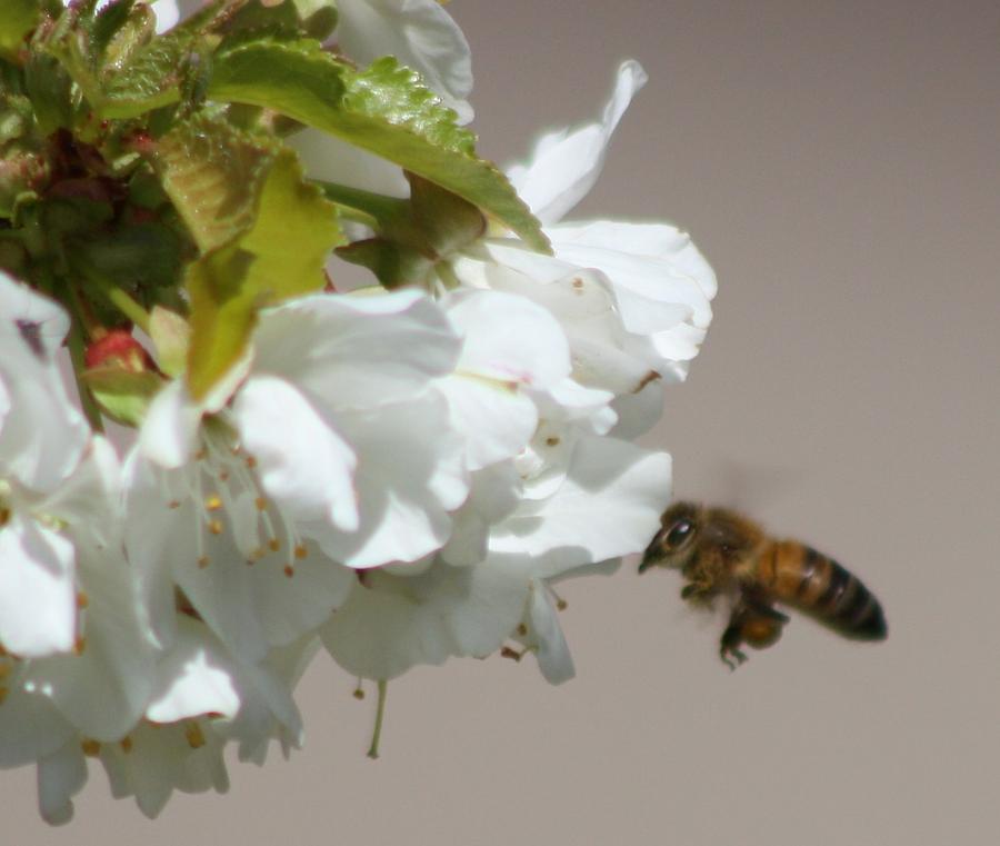 Nature Photograph - Bee Beautiful by JoAnn Tavani