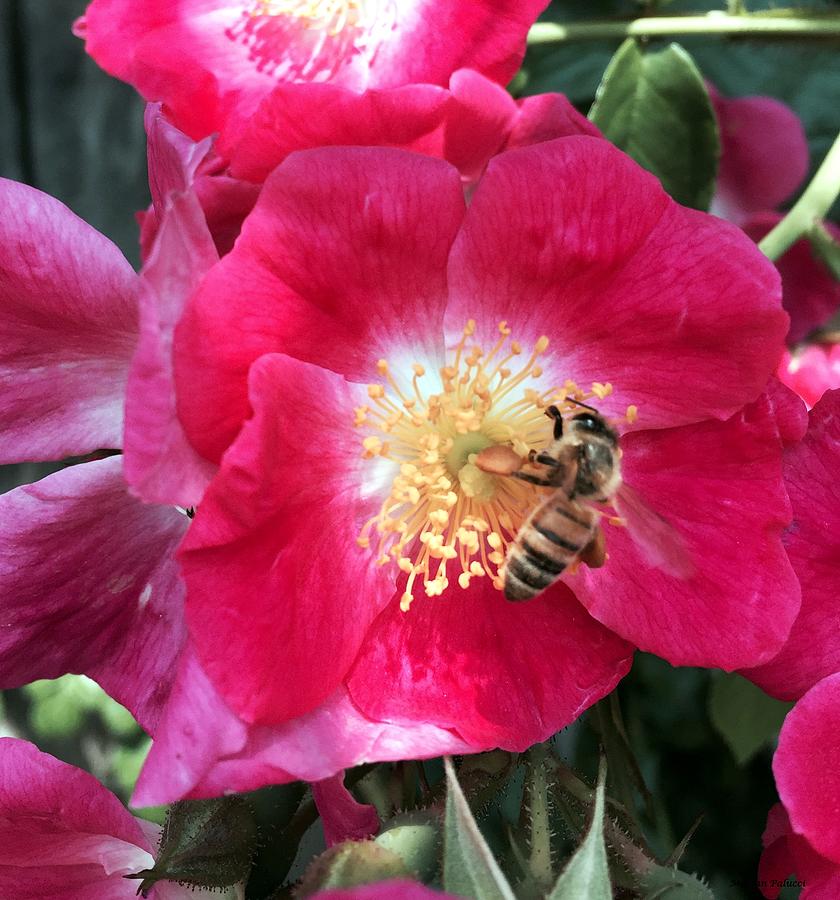 Bee Beauty Photograph by Marian Lonzetta