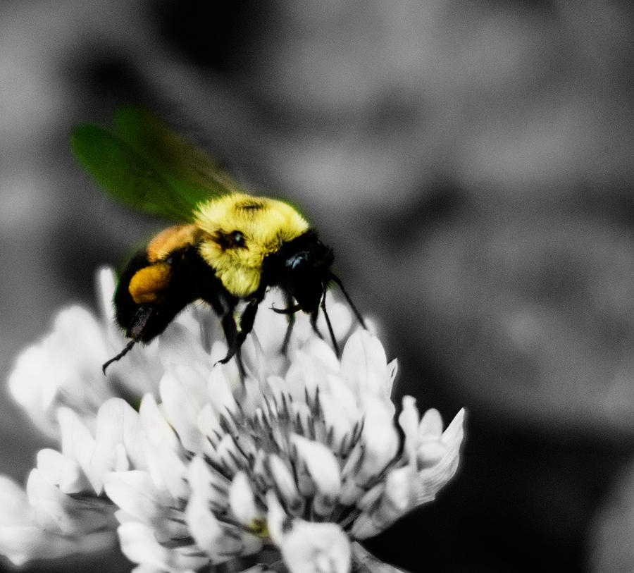 Bee Bee Photograph by Metaphor Photo