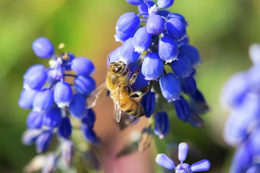 Bee Blue Photograph by Brian Hale
