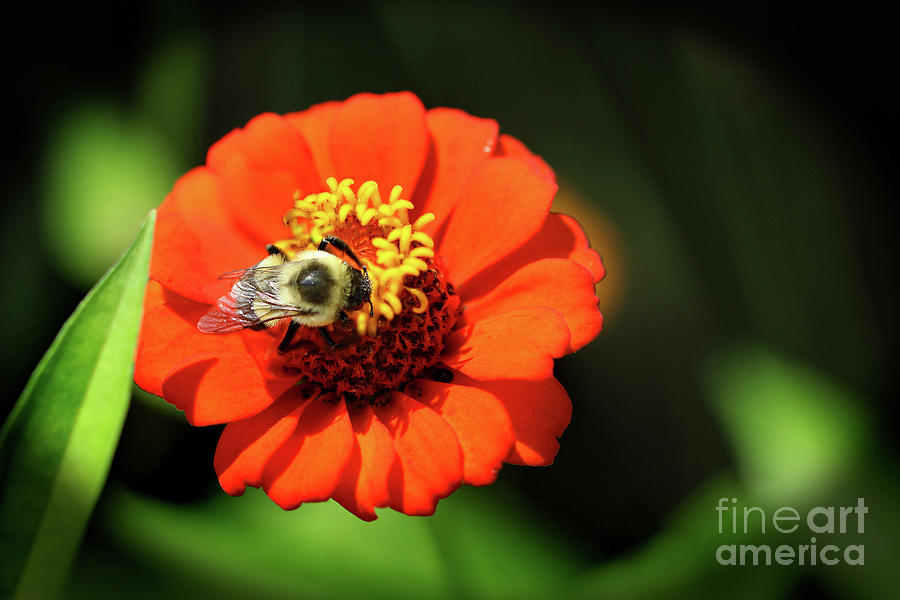 Summer Photograph - Bee Brunch by Karen Adams