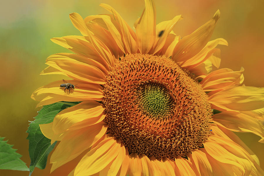 Sunflower Photograph - Bee Buffet by Donna Kennedy