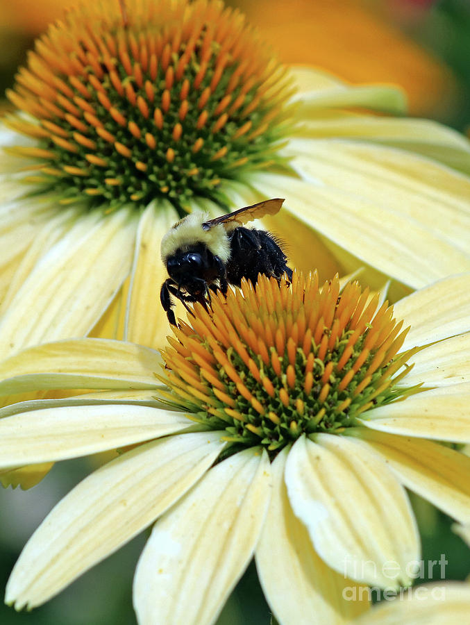 Bee Buzzer Photograph by Steve Gass