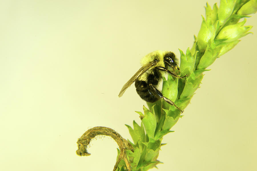 Bee Climbing Plant Seed Head Photograph by Douglas Barnett