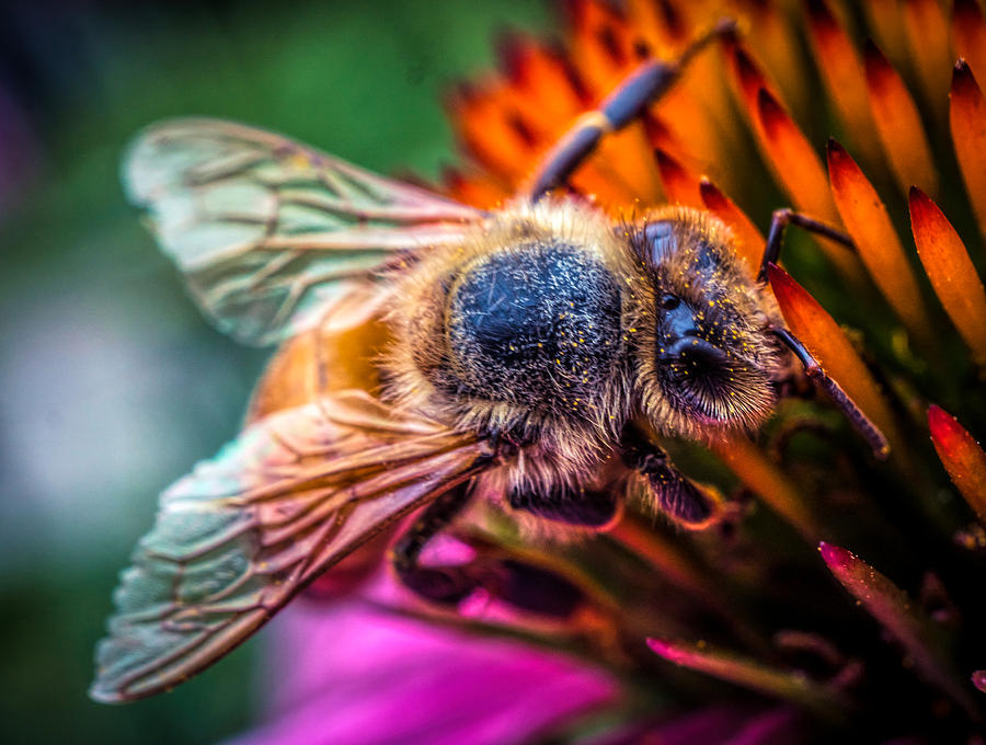 Bee close up Photograph by Lilia D