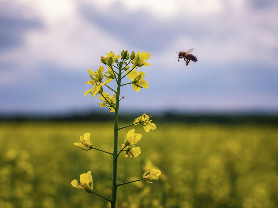 Mark Photograph - Bee connects with a rapeseed plant in the English countryside by Mark Carnaby Mark Photograph - Bee connects with a rapeseed plant in the English countryside by Mark Carnaby