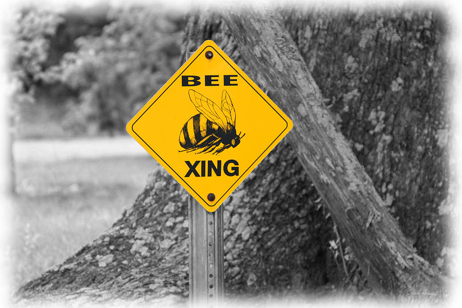 Bee Crossing Photograph by Patricia Montgomery