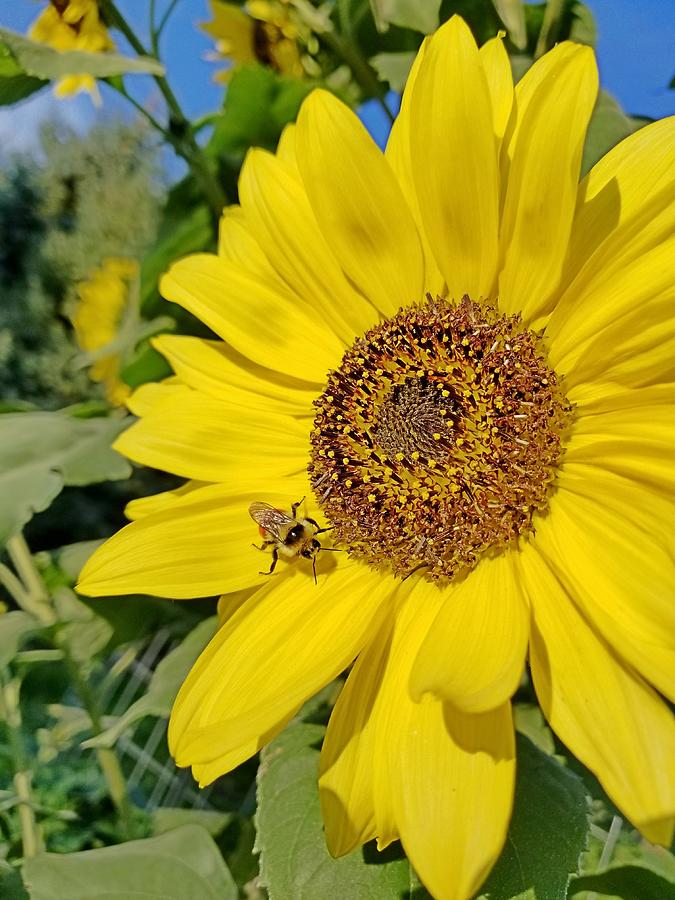 Bee-Dazzled Photograph by Amanda Smith