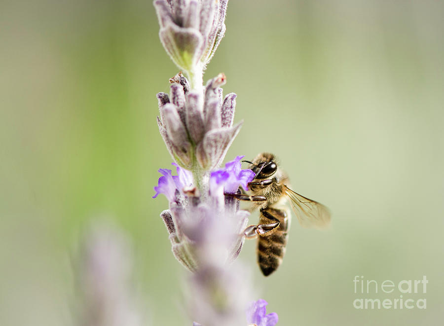 Bee Drinking Nectar From Lavender Photograph by Perry Van Munster