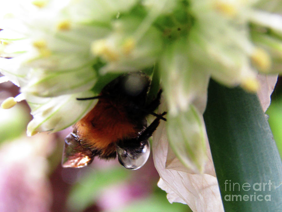 Bee Drops Photograph by Kim Tran