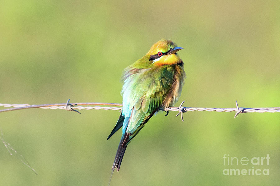 Bee Eater Photograph by Andrew Michael