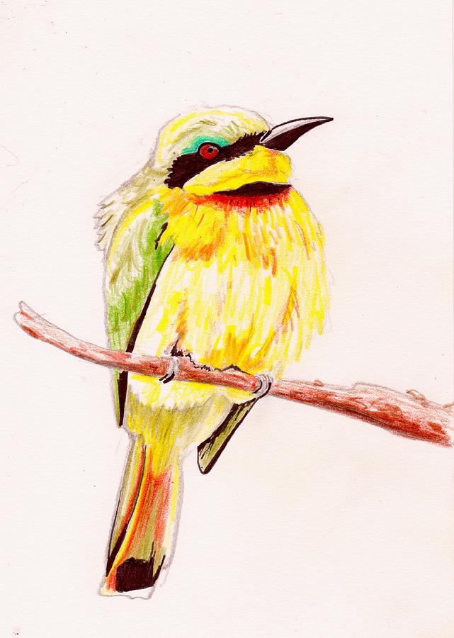 Bee Eater In Africa Drawing by Danielle Rosaria