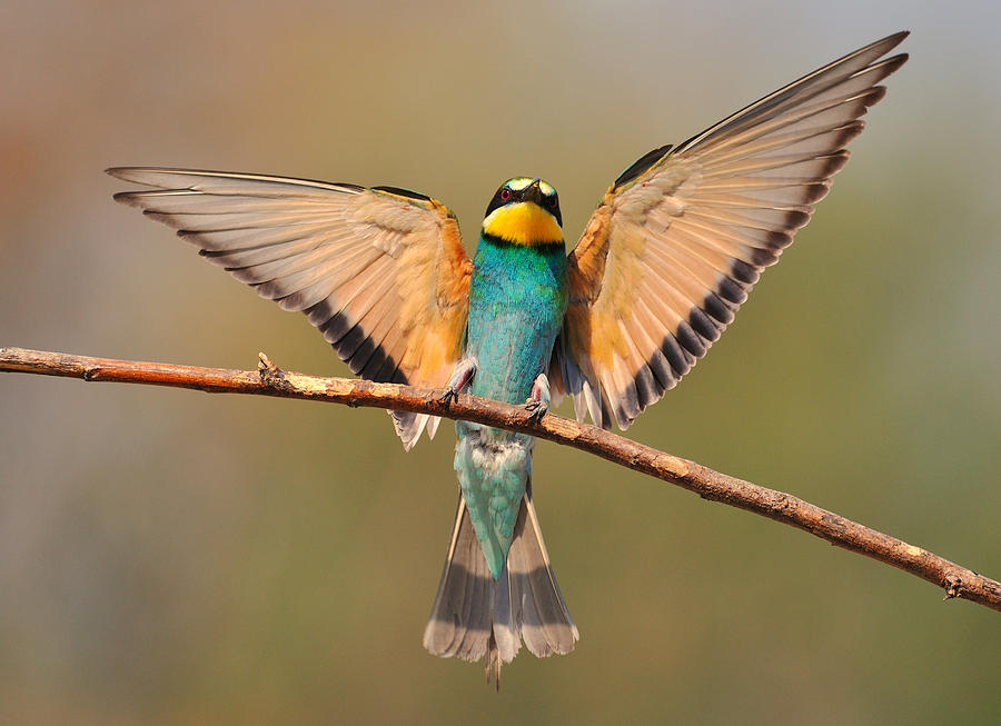 Bird Photograph - Bee eater  by Veselin Gramatikov