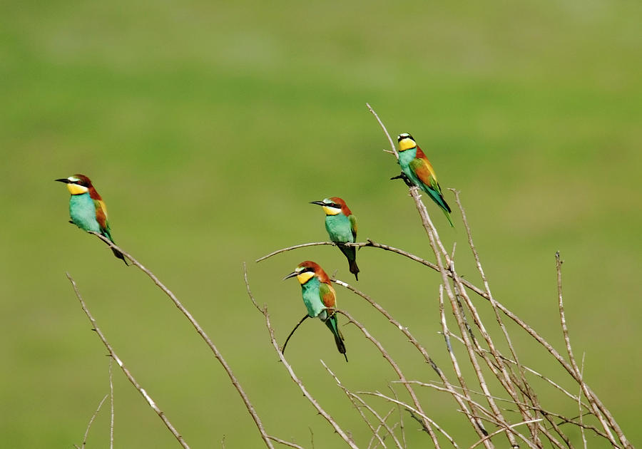 Bee Eaters In The Sun Photograph