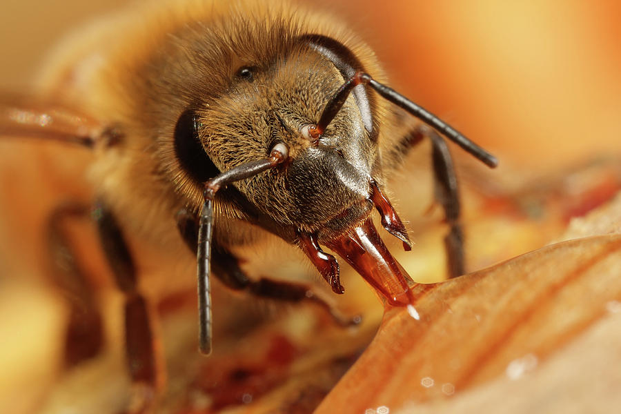 Bee Eating Honey Photograph By Scott Thompson Fine Art America 0502