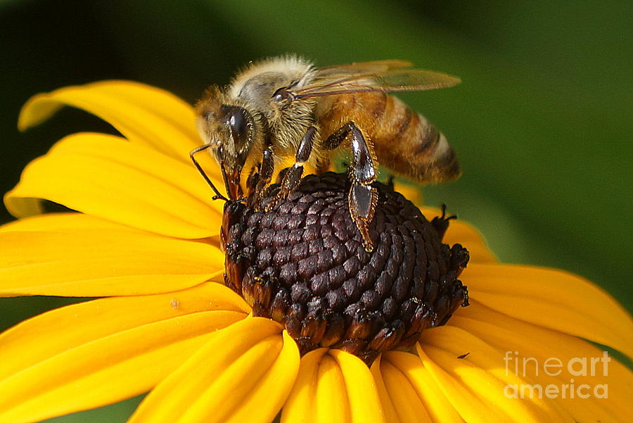 Bee Photograph by Elena Alexandrova