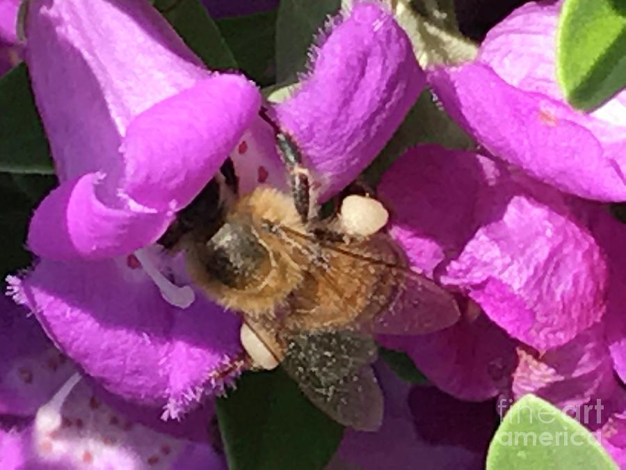Bee Photograph by Erika Jean Chamberlin