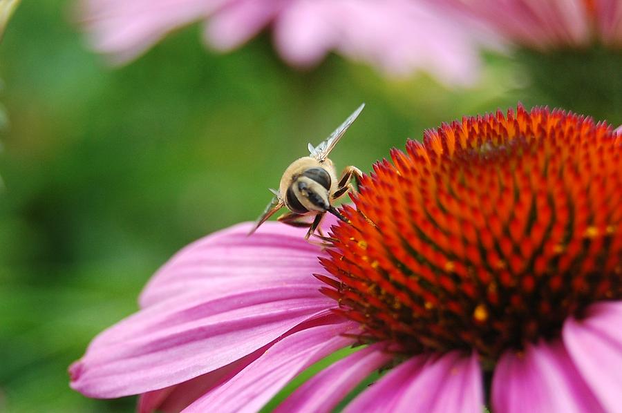 Bee Feasting Photograph by Kim Blaylock - Pixels