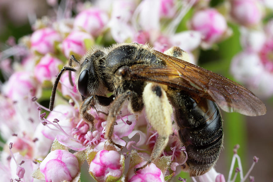 Bee feeding  Photograph by Brian Hale