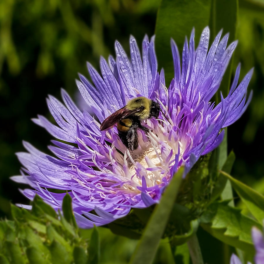 Bee Feeding in Purple Flower by Don Keisling Bee Feeding in Purple Flower by Don Keisling