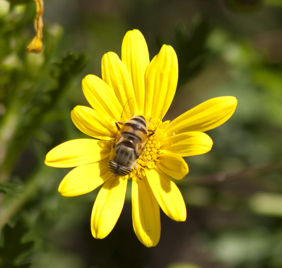 Flowers Still Life Photograph - Bee feeding by Martin Valeriano