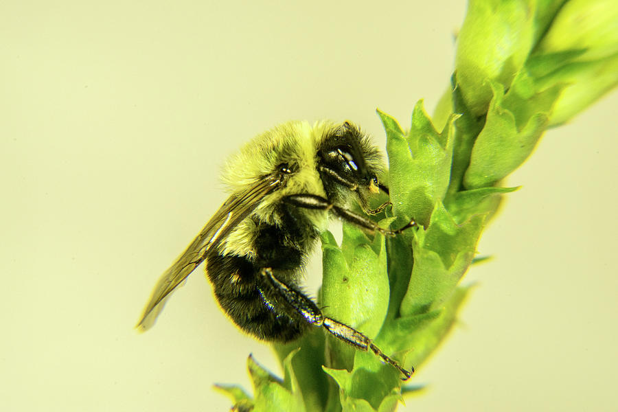 Bee Feeding on Green Flowers Photograph by Douglas Barnett