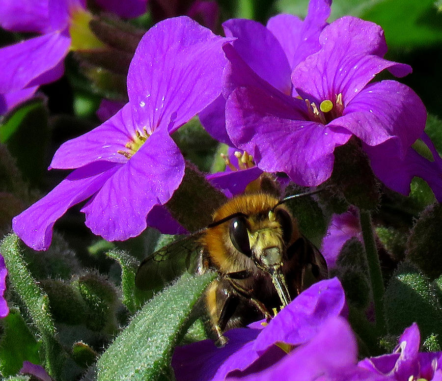 Bee Feeding On Purple Flower Photograph