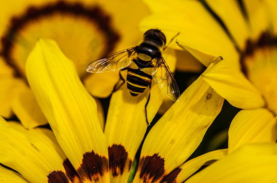 Bee Finds Home Photograph by Gerald Kloss