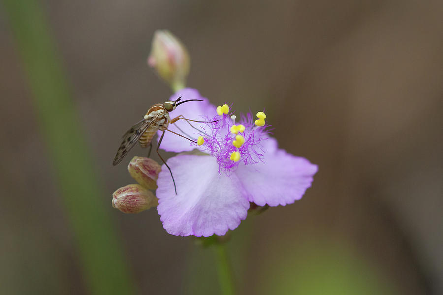 Bee Fly on Roseling Photograph by Paul Rebmann