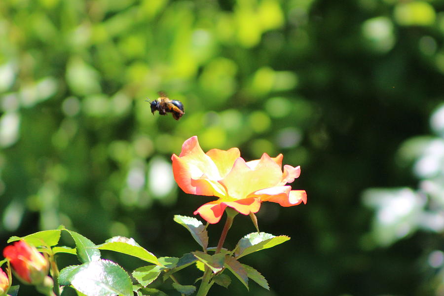 Bee Flying from Peach Petal Rose Photograph by Colleen Cornelius