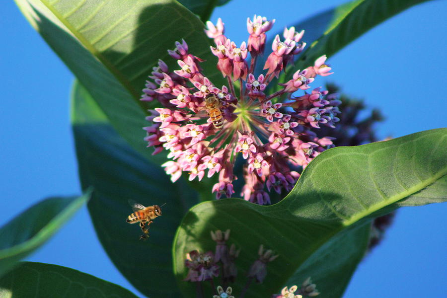 Bee Flying to Milkweed in Elgin Illinois Photograph by Colleen Cornelius