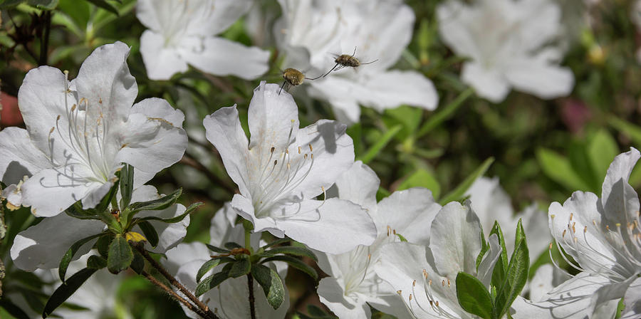 Spring Photograph - Bee Flys in Motion by Teresa Mucha