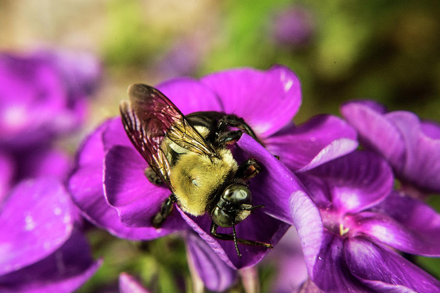 Bee Foraging Photograph by Douglas Barnett