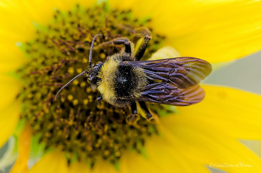 Insects Photograph - Bee Fun by Erich Grant