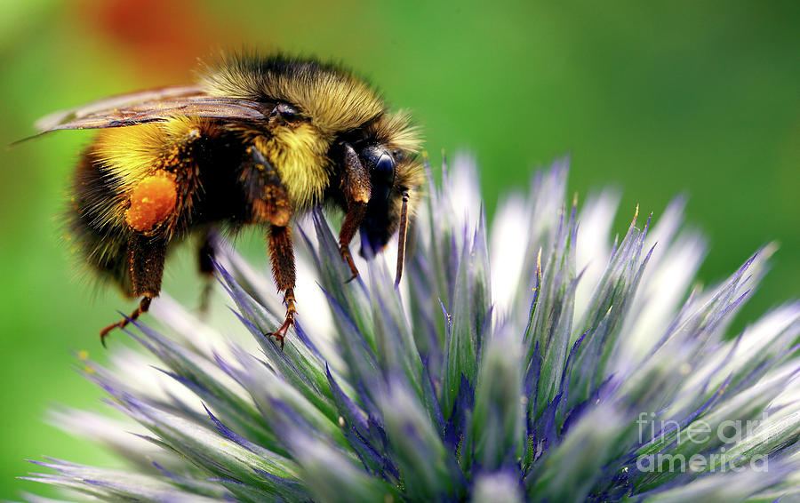 Bee Garden  Photograph by Terry Elniski