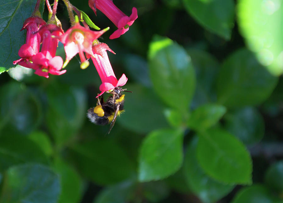 Bee Gathering Nectar Photograph by Scott Lyons