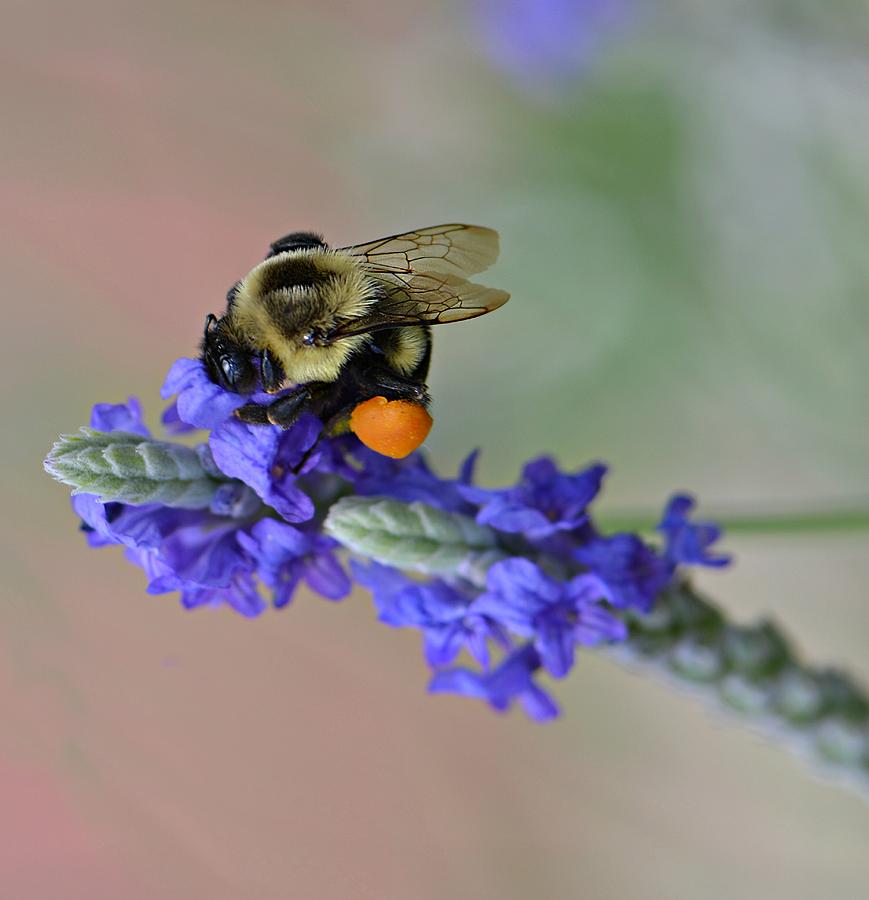 Bee Grateful Photograph by Carolyn Mickulas