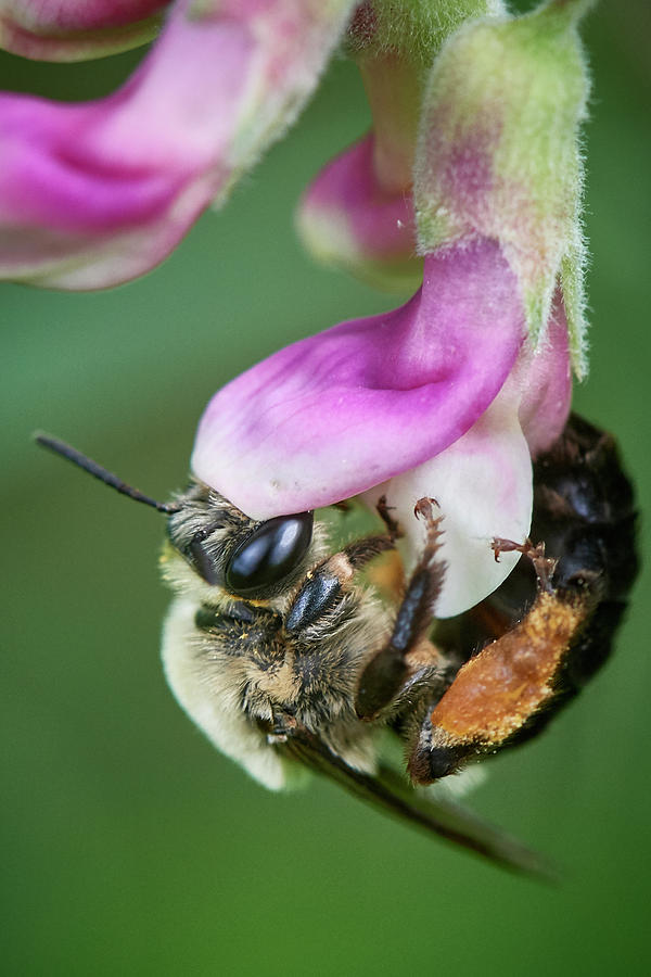 Nature Photograph - Bee Hangin around by Paul Freidlund